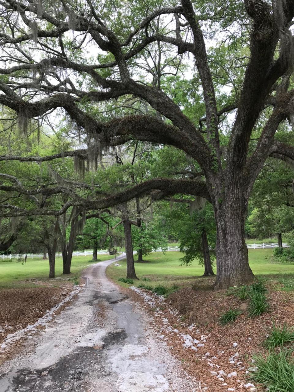 Canemount Plantation Inn Westside Dış mekan fotoğraf